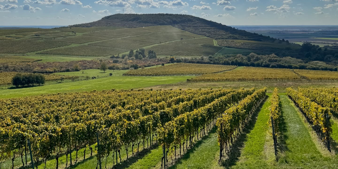 Vinohrad tokaju vinárstvo Ostrožovič