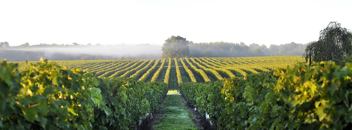 vinárske oblasti de Chevanceaux | Svet nápojov